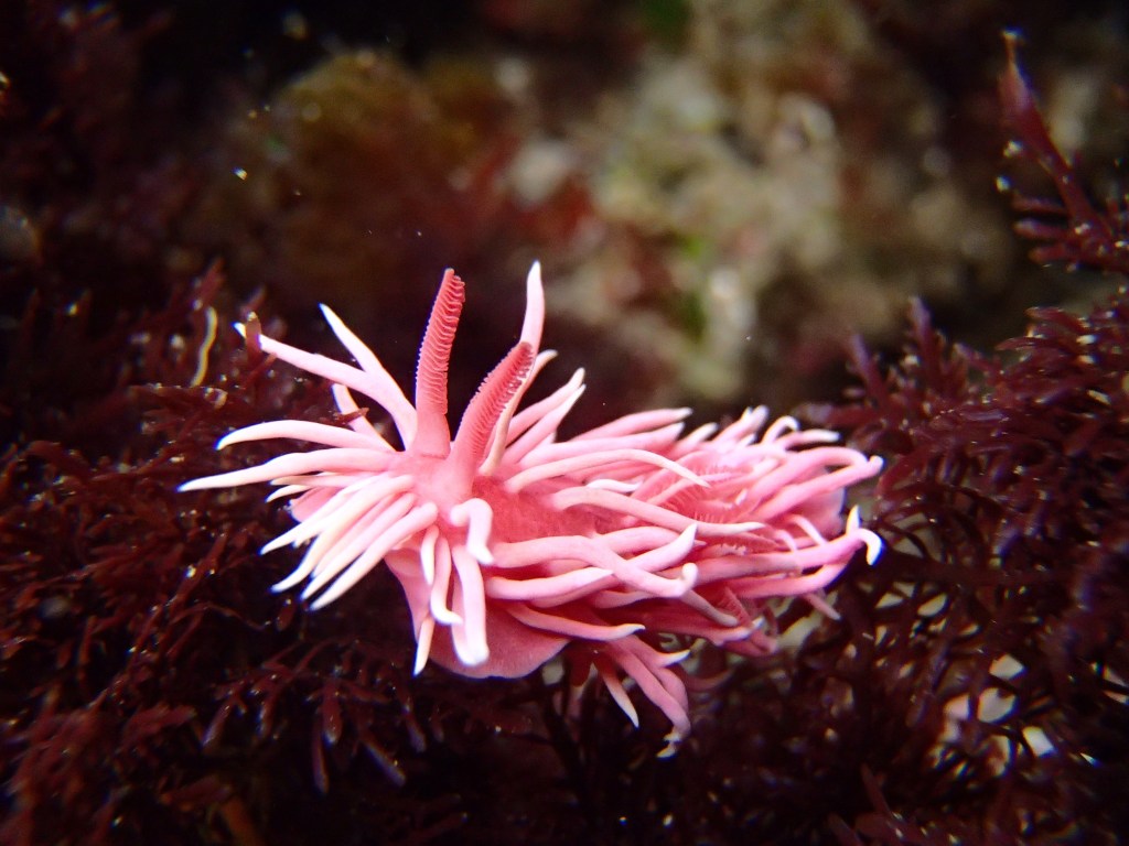 hopkins rose nudibranch, sea slug, pink sea slug, animals in the tide pools, what lives in the tide pools