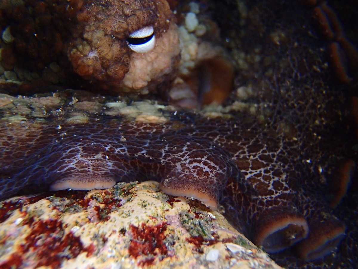 5 Steps to Finding an Octopus at the Tide&nbsp;Pools