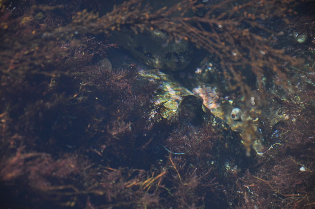 Octopus, hiding, camouflage, octopus in the tide pools, tide pooling, southern California beaches, rocky shores, how to find an octopus
