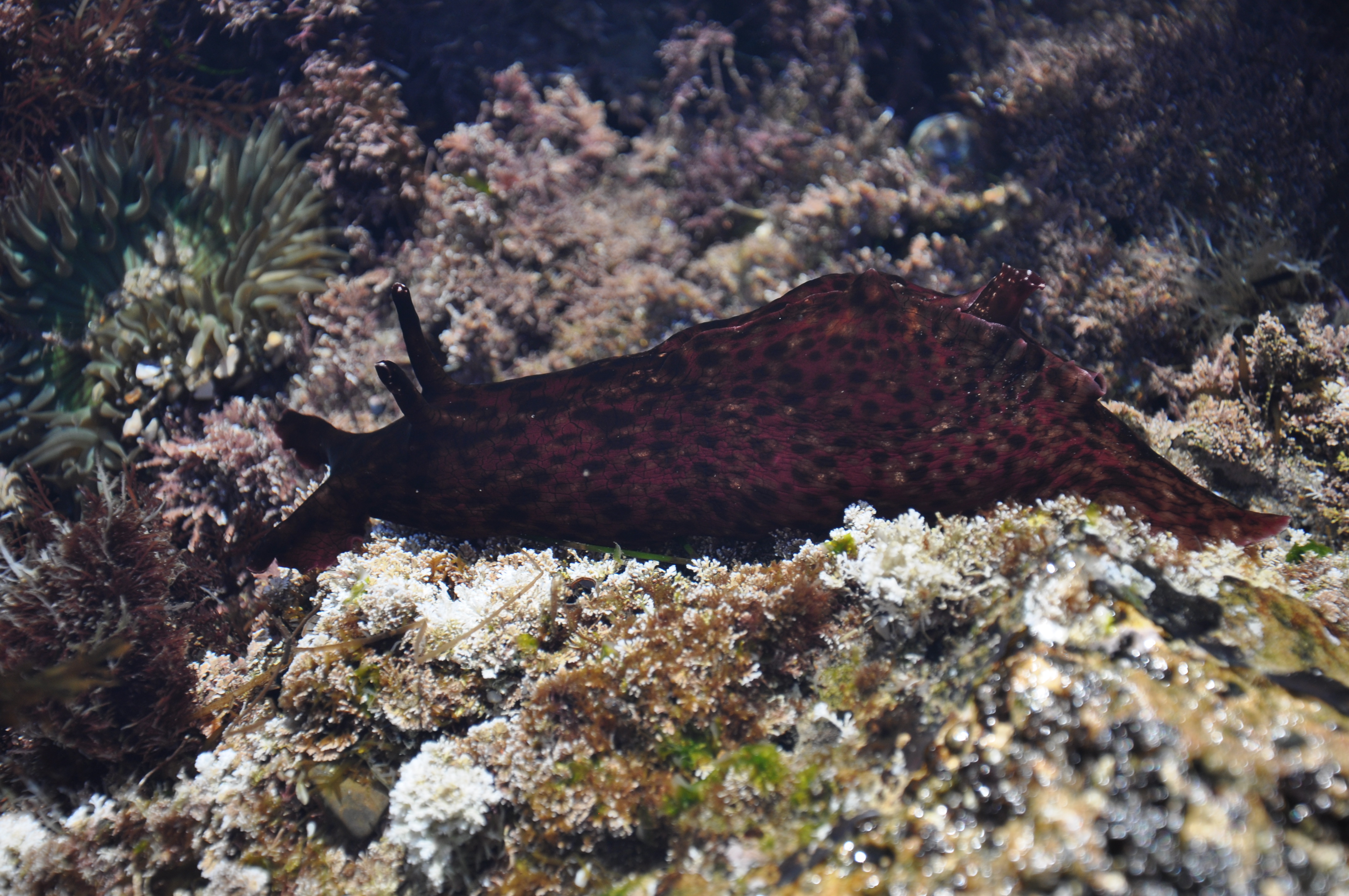 Do Sea Slugs live in the Tide pools? – The Tide Is Out
