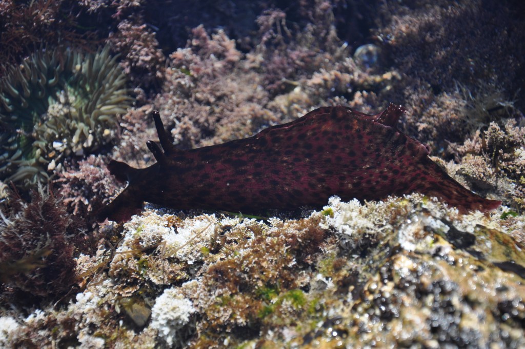 sea hare, sea slugs in the tide pools, large sea slugs, rabbit, socal, intertidal zone