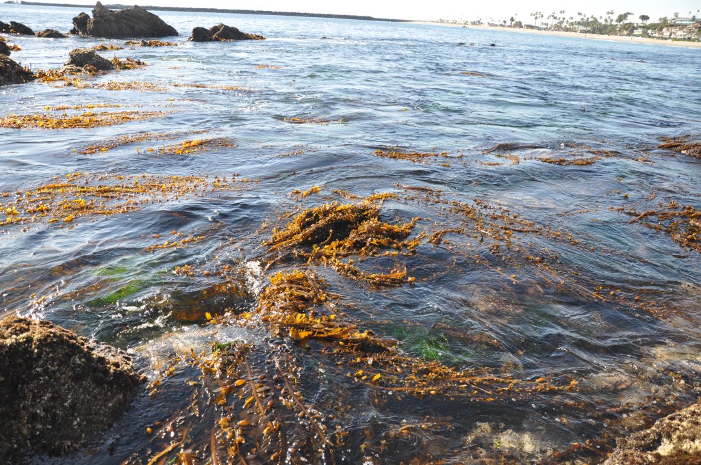 Kelp floating, tide pools, tide coming in, socal tide pooling, algae, rocks, ocean