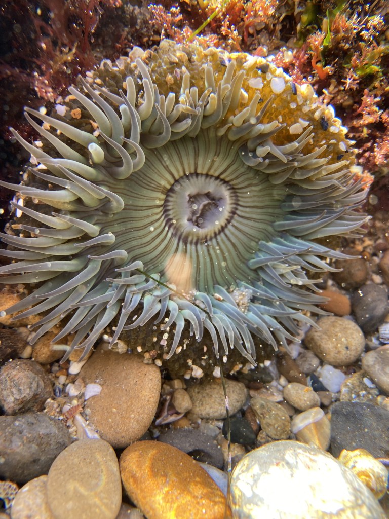 sunburst anemone, sea anemone, tide pooling, what can I touch in the tide pools, southern california tide pools