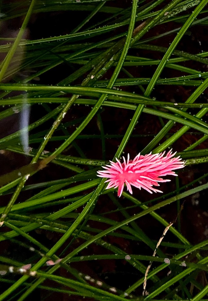 hopkins rose nudibranch, nudi, sea grass, pink sea slug, what not to touch in the tide pools, tide pooling, southern california tide pools