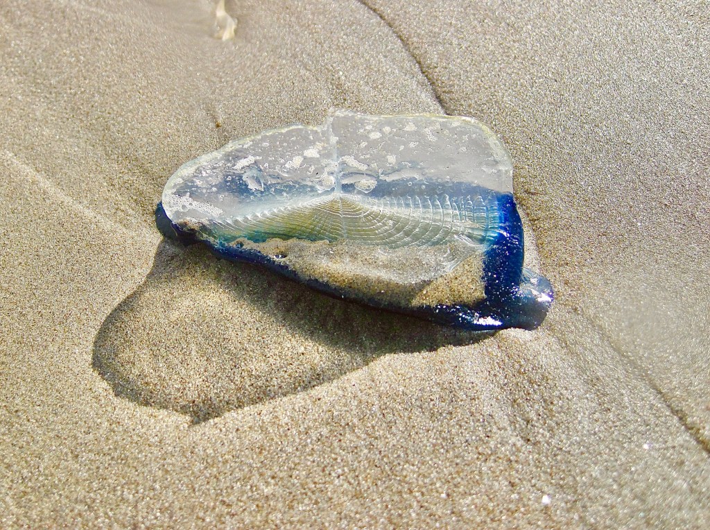 sailor-by-the-wind, velella sea jellies at the tide pools, do jellies live in the tide pools, hydrozoan, washed up on the shore, sea jelly on the beach