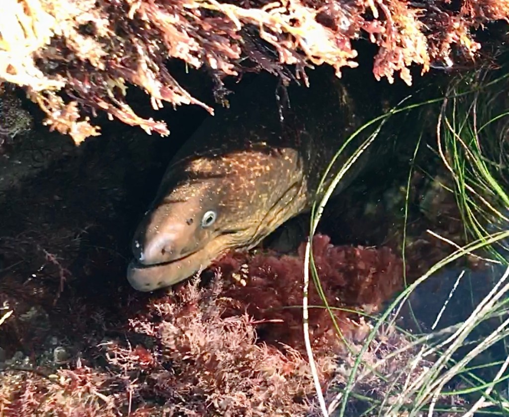 morey eel, tide pools, socal tide pools, eels in the tide pools, cave, under a rock