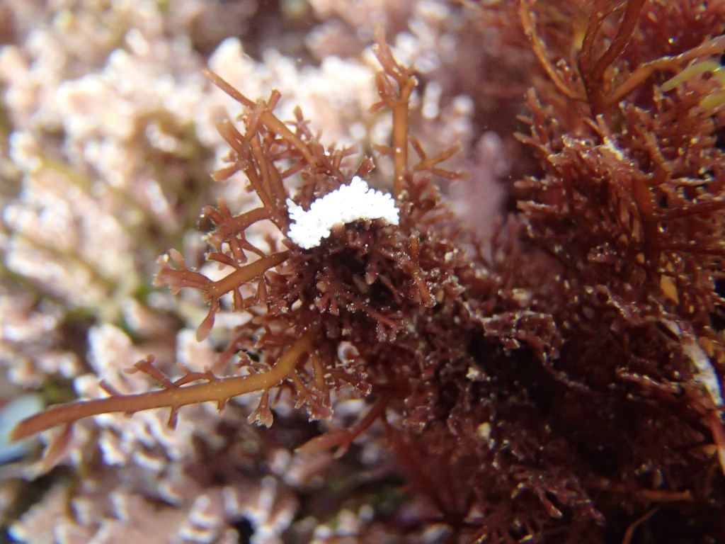 salt and pepper dorid, nudibranch, tide pool animals, small sea slug