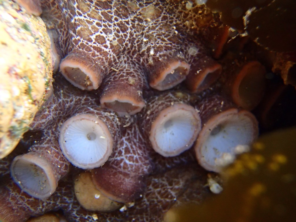 tide pools, octopus, octopus in the tide pools, octopus succors, octopus arms 