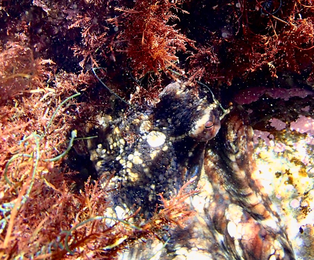 lesser two spot octopus, california tide pools, big animals in the tide pools, find animals in the tide pools