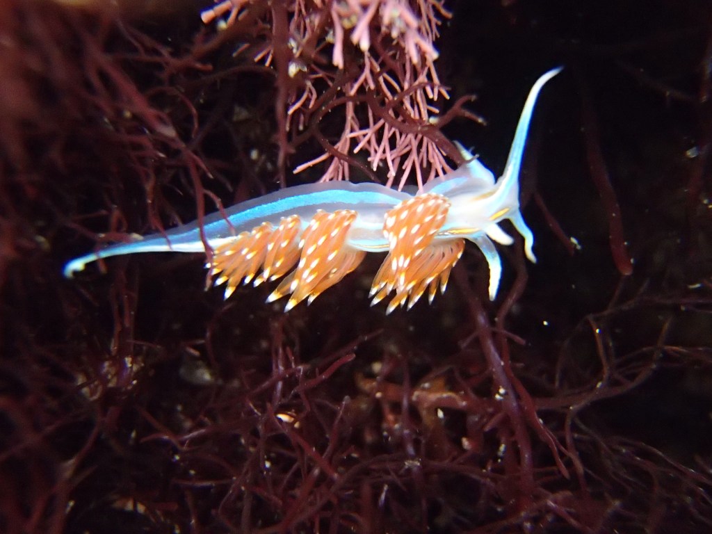 Opalescent Nudibranch, sea slugs, Southern California sea slugs, nudibranchs in the tide pools, common nudibranchs, blue and orange sea slug