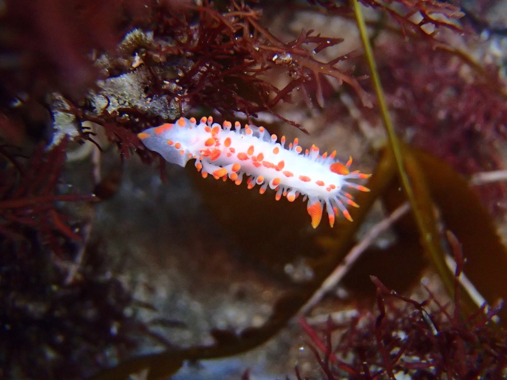 5 Tips For Finding Nudibranchs At The Tide&nbsp;Pools