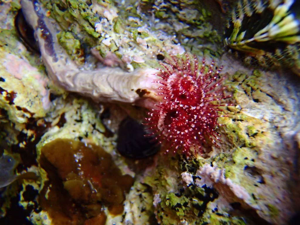 7 Animals You Didn’t Know You Could Find at the Tide&nbsp;Pools