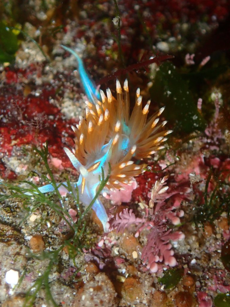 opalescent Nudibranch, sea slugs in the tide pools, california, tide pooling in socal