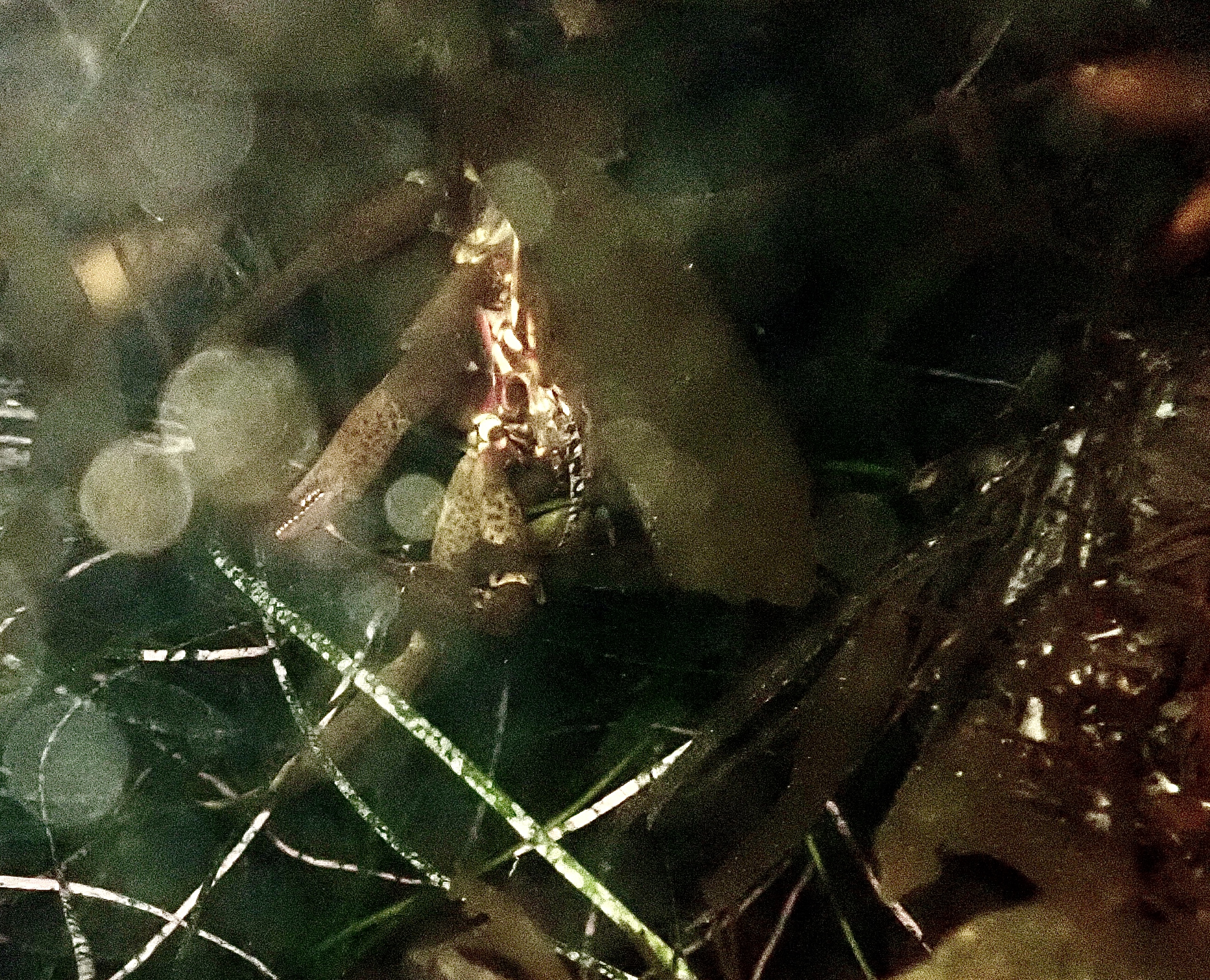 southern kelp crab, crabs in the tide pools, green crab, california tide pools, night tide pooling