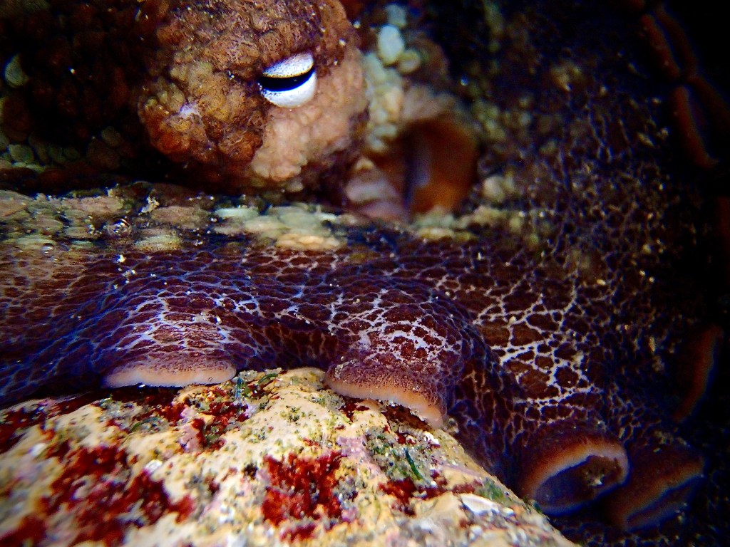 octopus, fine art photography, underwater photography, tide pooling