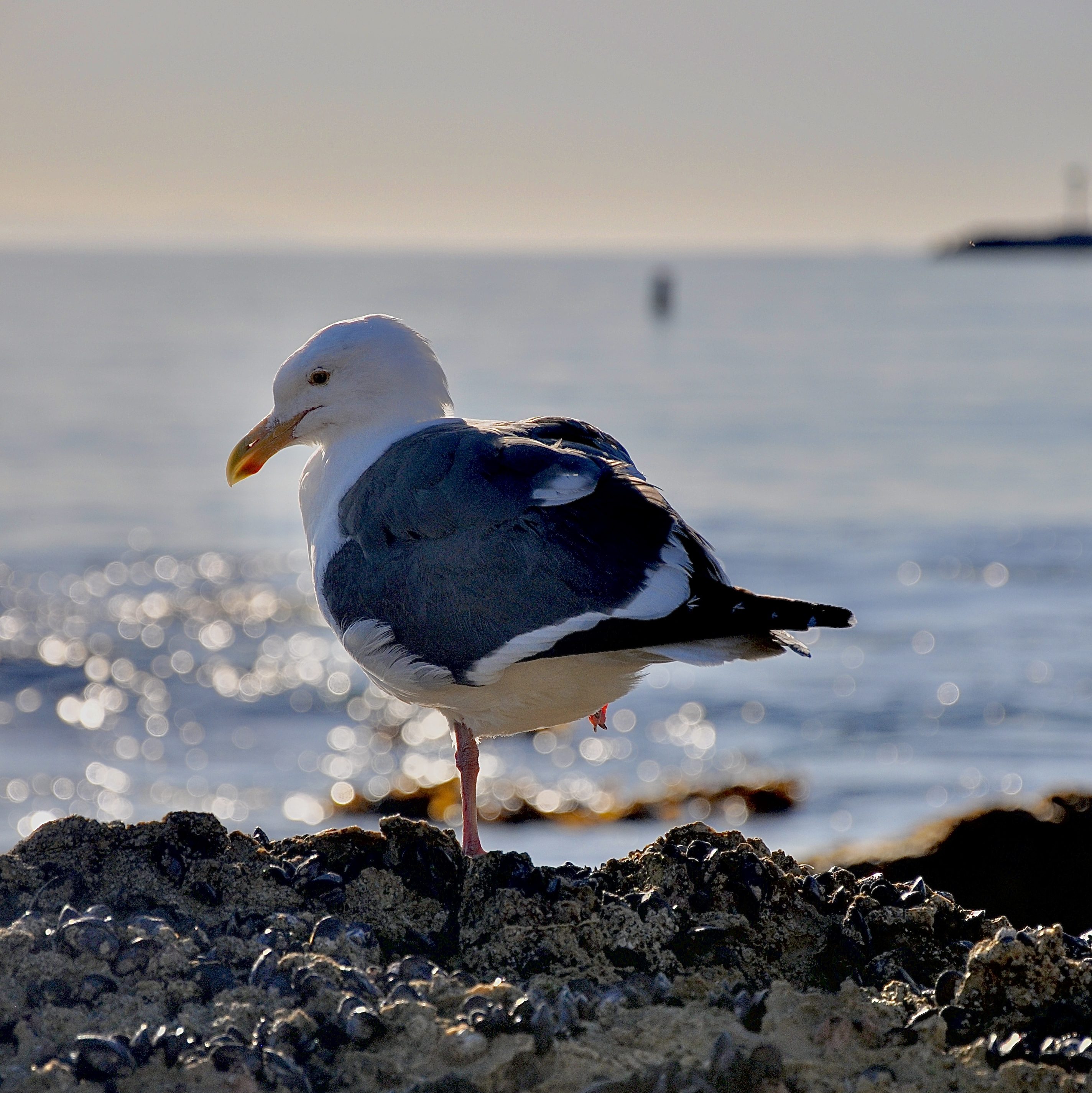 sea gull, western sea gull, tide pools, tide pooling spots, best tide pools in southern california