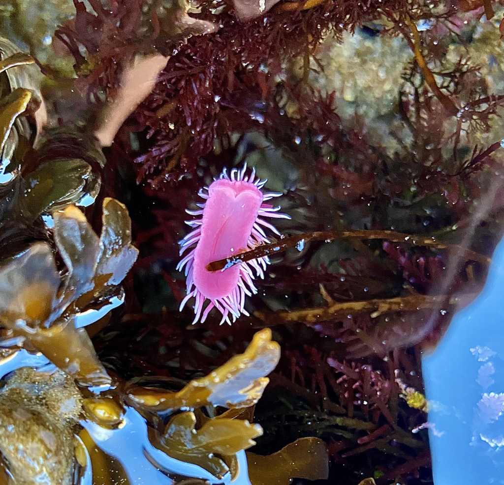 hopkins rose nudibranch, surface crawling sea slug, sea slug locomotion, tide pools, tide pool animals