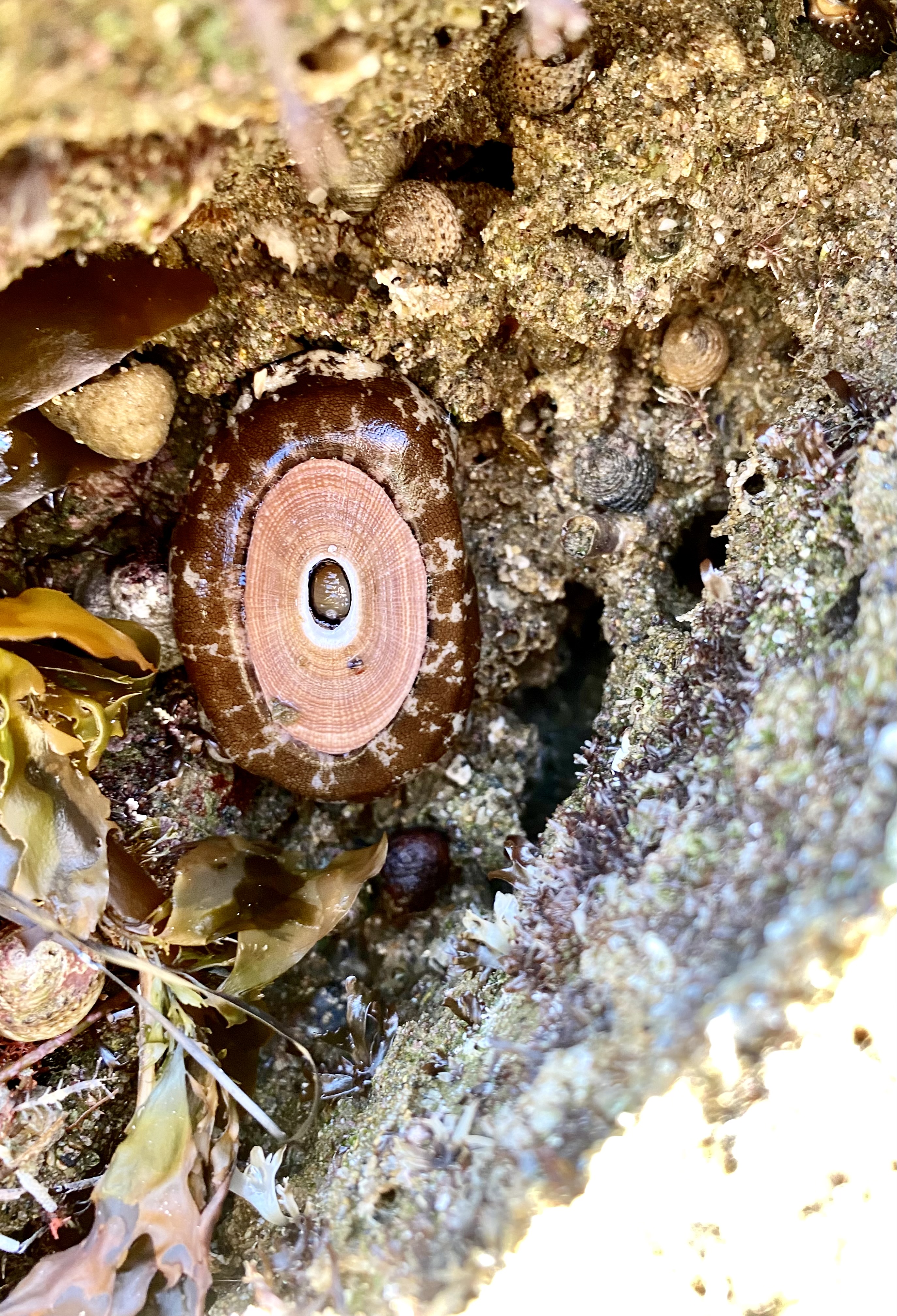 key hole limpet, tide pool photography, fine art photography, macro