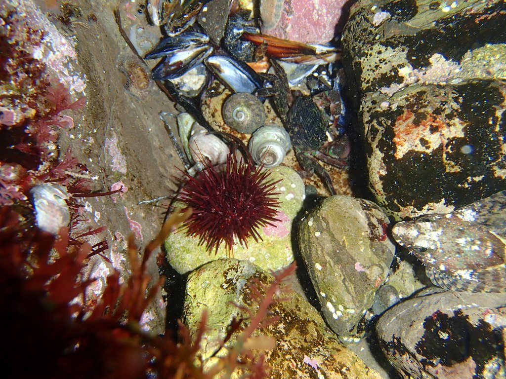 A Lesson in Density and Diversity From a Red Sea&nbsp;Urchin