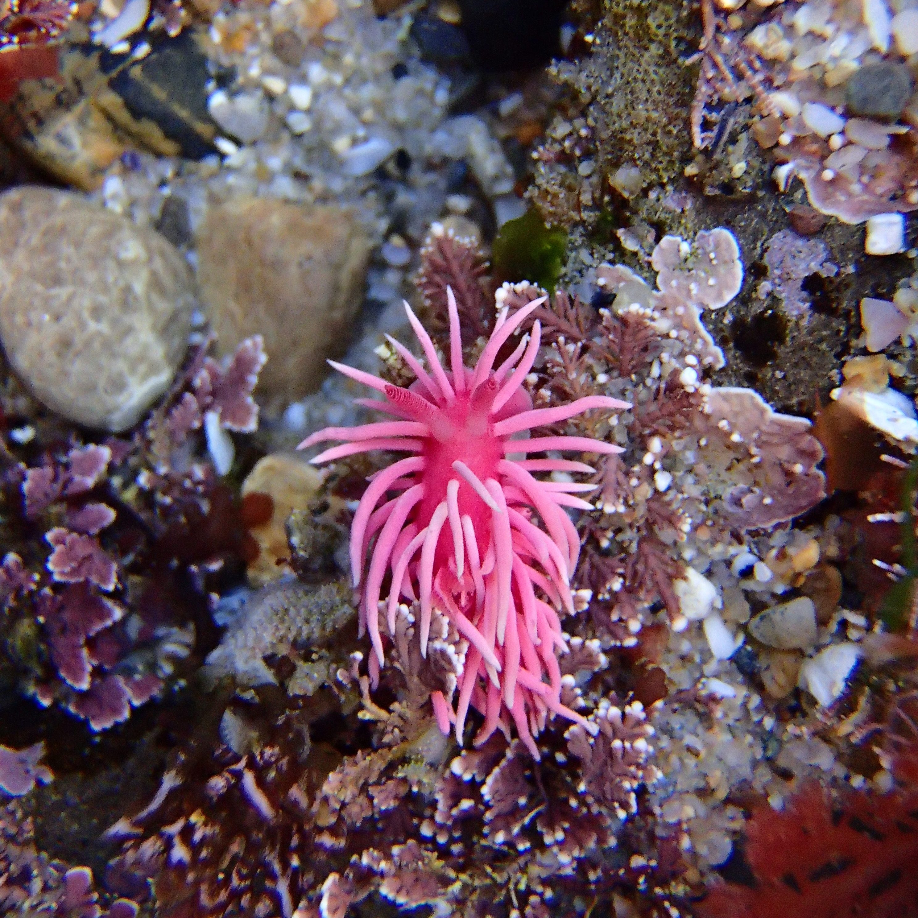 Hopkins Rose Nudibranch, pink sea slug, sea slugs in the tide pools, nudibranchs, macro photography