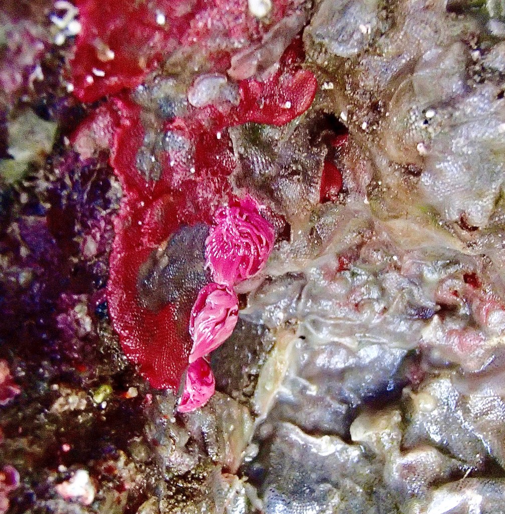 hopkins rose nudibranch, sea slug, pink sea slug, animals in the tide pools, what lives in the tide pools