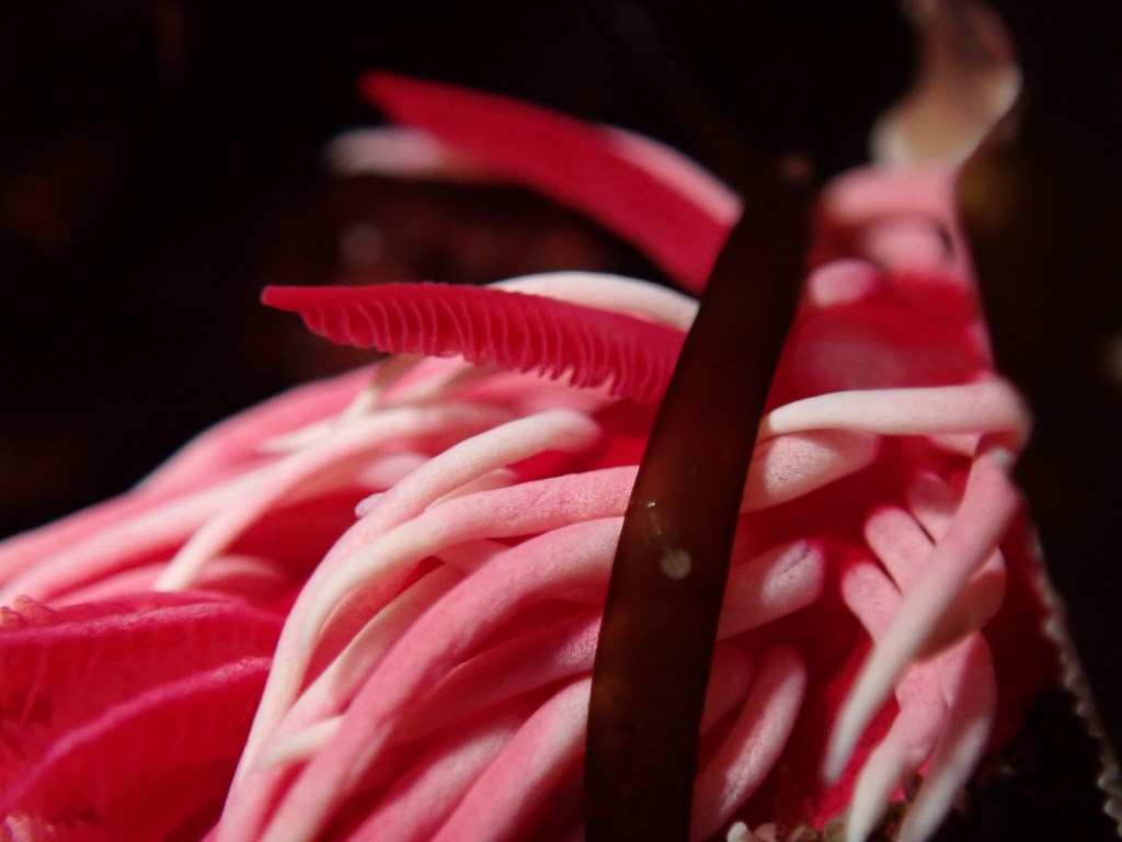 hopkins rose nudibranch, sea slug, pink sea slug, animals in the tide pools, what lives in the tide pools