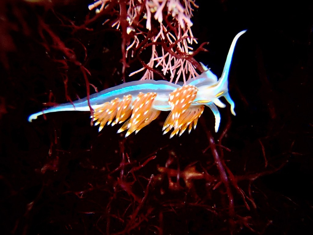 Opalescent Nudibranch: California’s Most Common Sea&nbsp;Slug