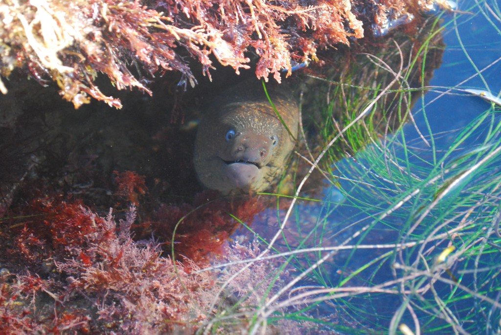 California Moray eel, large animals in the tide pools, Southern california tide pools, eels, eelgrass