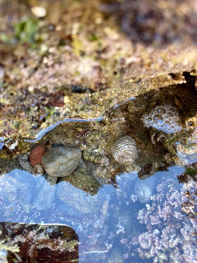 Christmas tree worm, purple, small tide pool animals, tide pool photography, iPhone photography