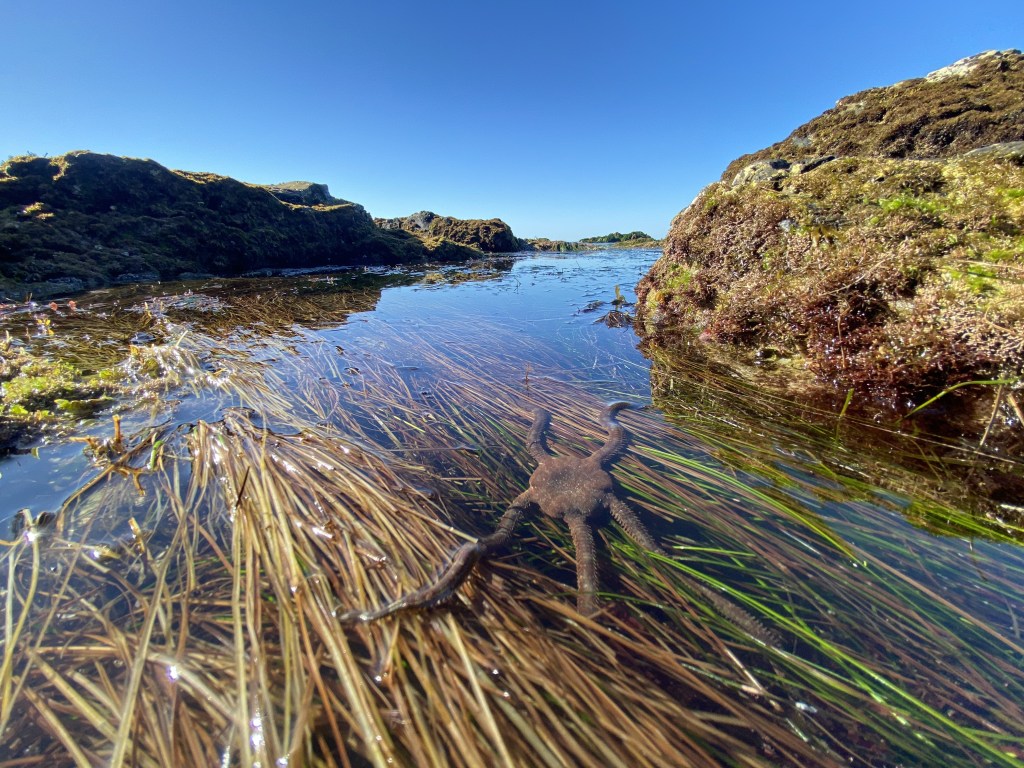 How to Instantly Improve Your Tide Pool Photography Part 1: Smart&nbsp;Phones
