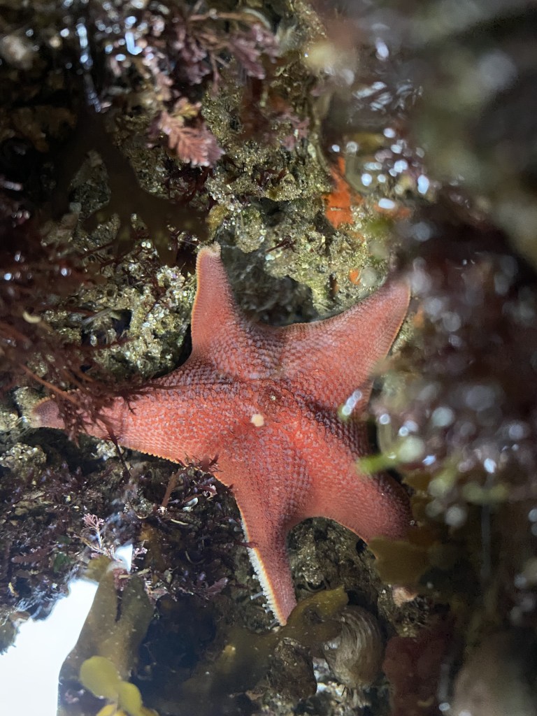 bat star, tide pool photography, sea stars in the tide pools, iPhone photography, large animals at the tide pools