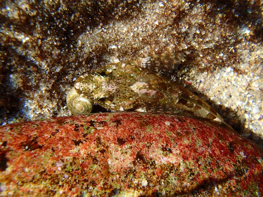 Woolly Sculpin, tide pool fish, animals in the tide pools, small fish, camouflage, tide pool creatures