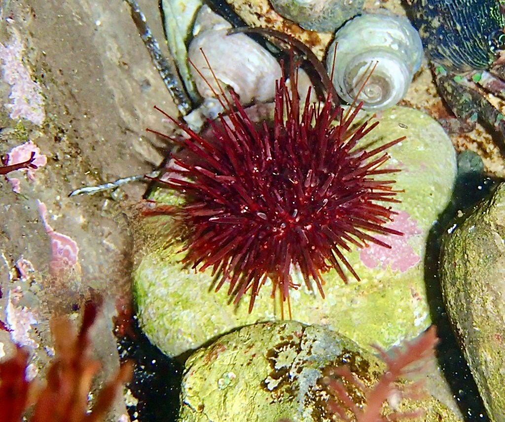 red sea urchin, tide pooling, tide pooling animals, density, diversity, coloration, rare animals, night time tide pooling