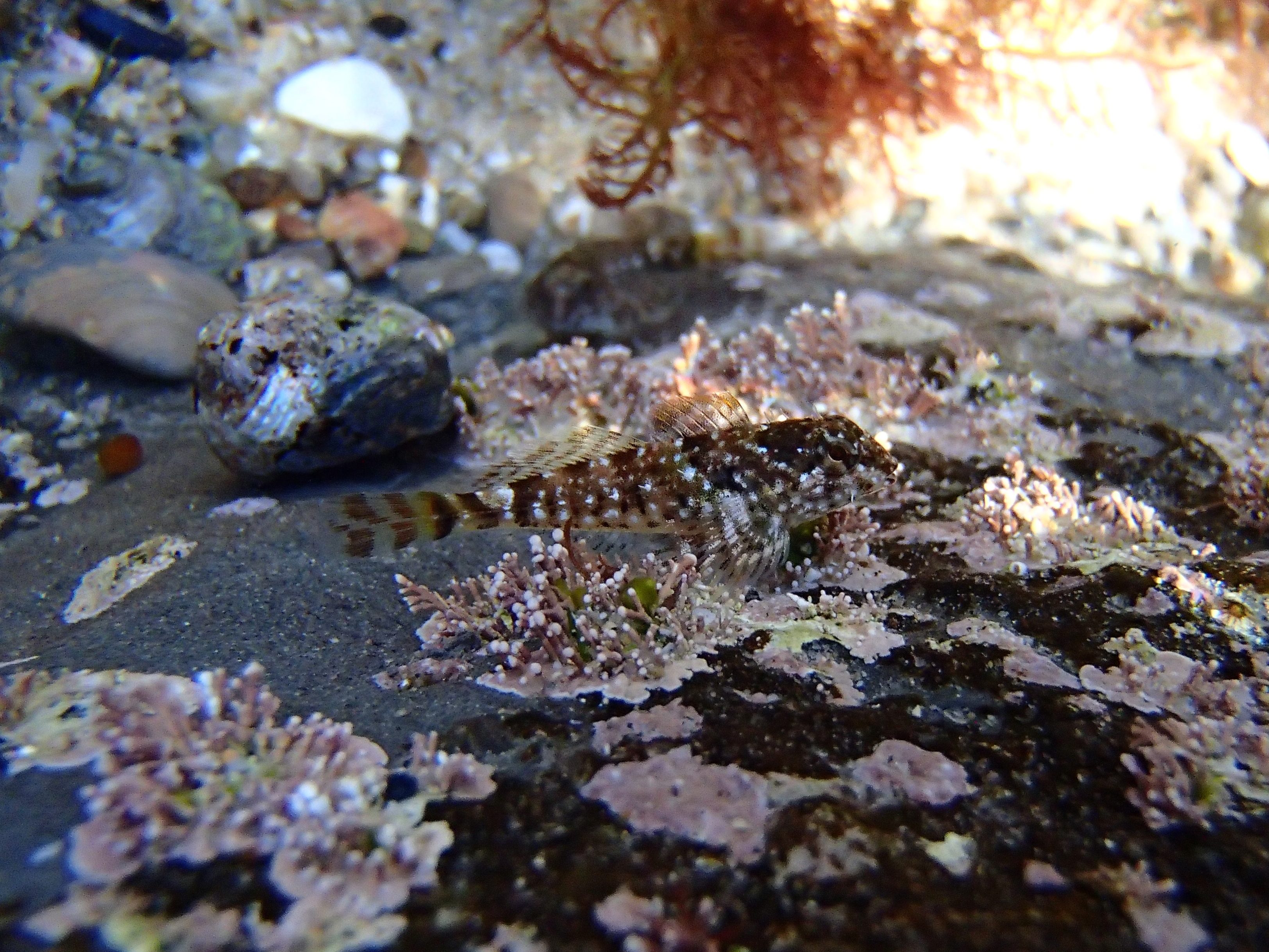 Woolly Sculpin, tide pool fish, animals in the tide pools, small fish, camouflage, tide pool creatures