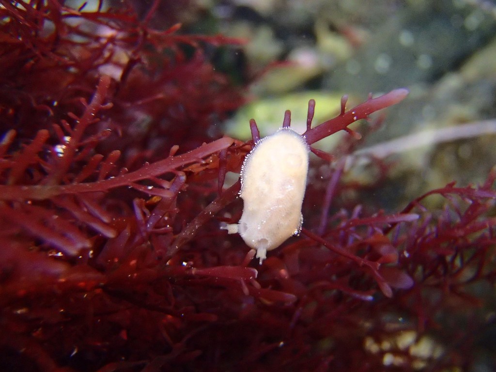 red sponge dorid, coloration, nudibranch food source, sponge eating nudibranch, what do nudibranchs eat?