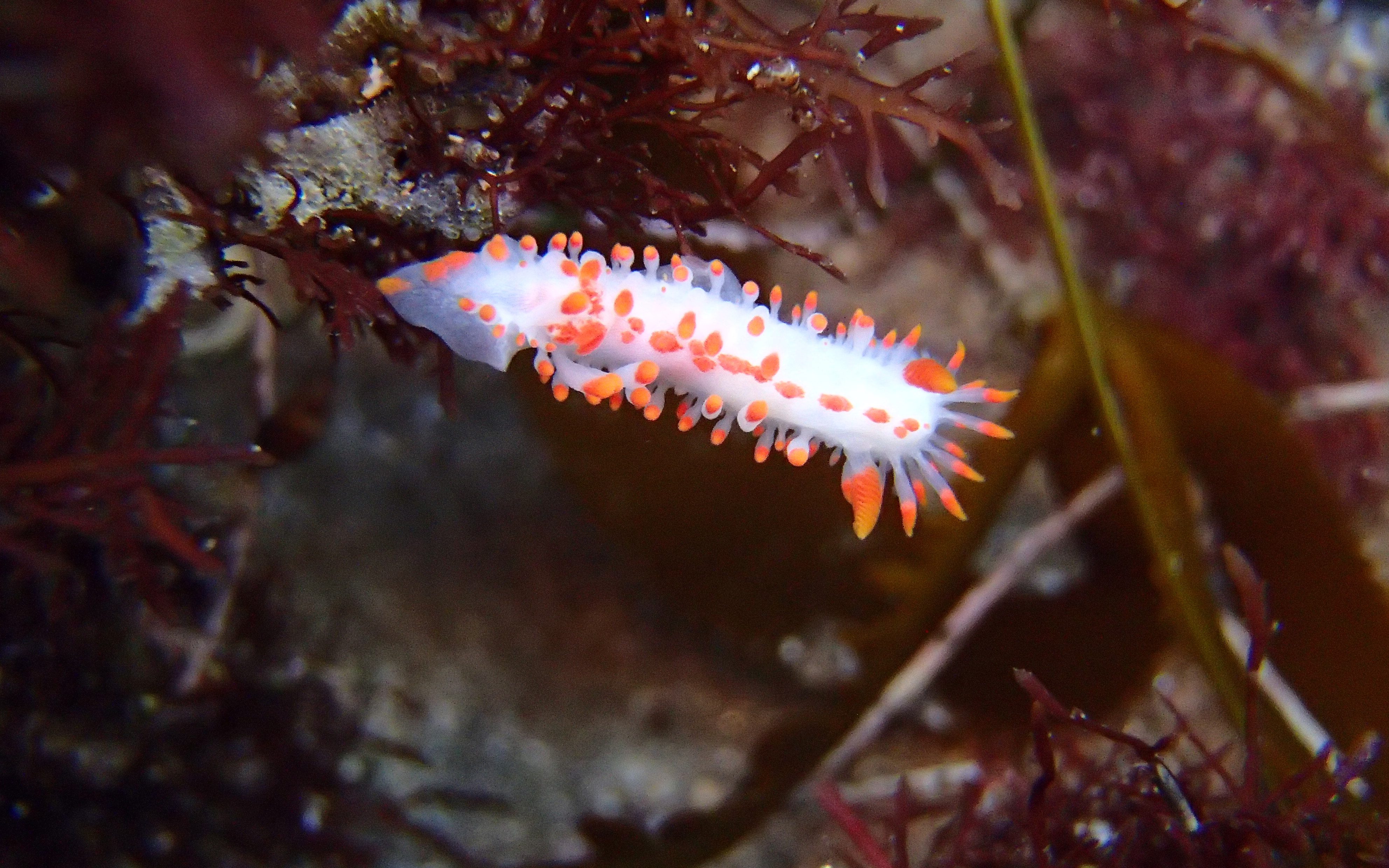 nudibranchs at the tide pools, McDonald's Dorid, sea slug, orange and white sea slug