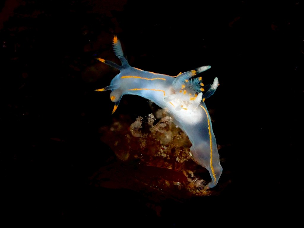 ancula pacifica, sea slug, tide pool photography, fine art photos, sea slug pictures