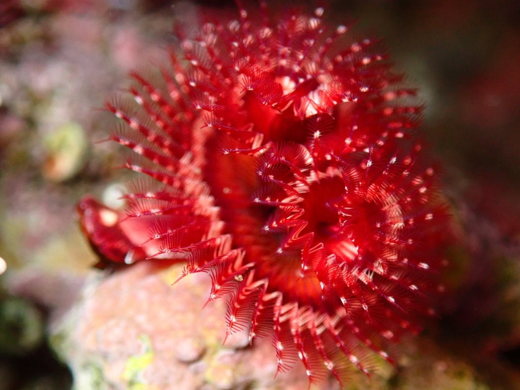 Christmas tree worm, tide pools, Christmas tree worms in the tide pools, tide pooling, tiny beautiful, purple Christmas tree worm, red Christmas tree worm