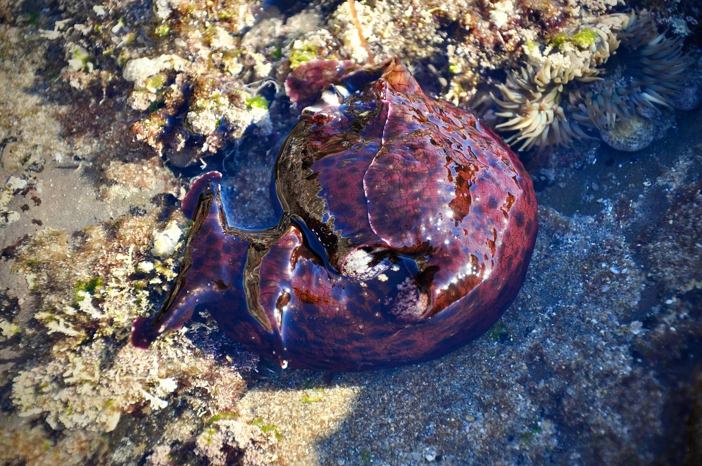 7 Tide Pool Animals Larger than 6&nbsp;Inches