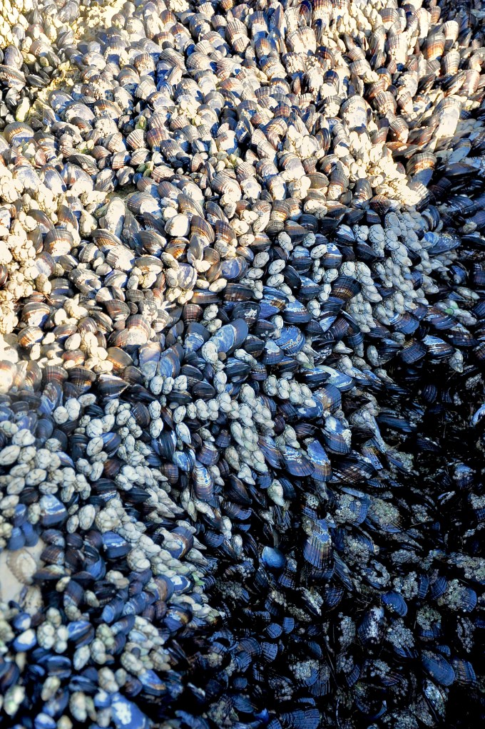 barnacles, mussels, socal tide pools, artistic photo, how to take better photos at the tide pools