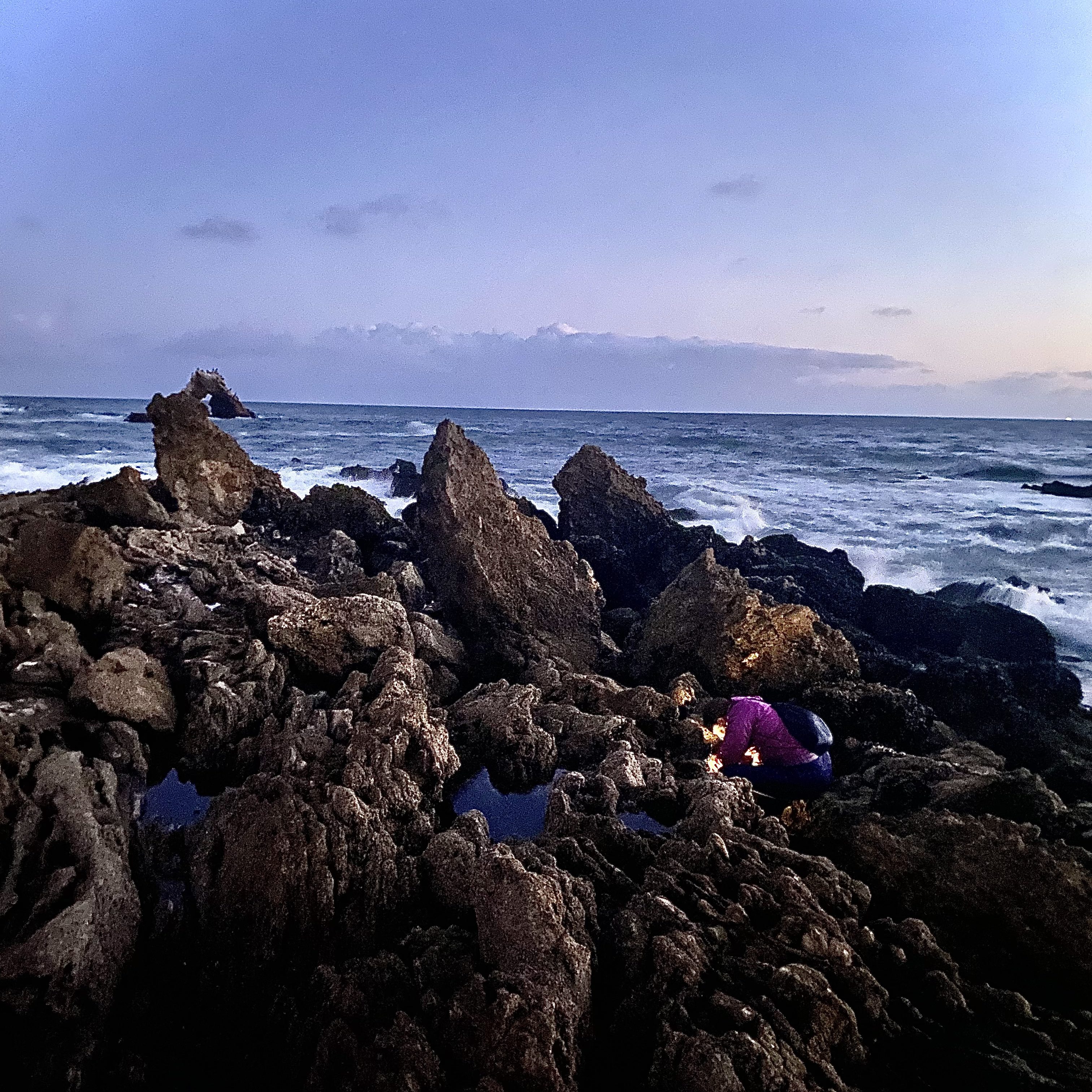 Looking for animals at the tide pools, tide pooling, animals you can find at the tide pools, corona del mar