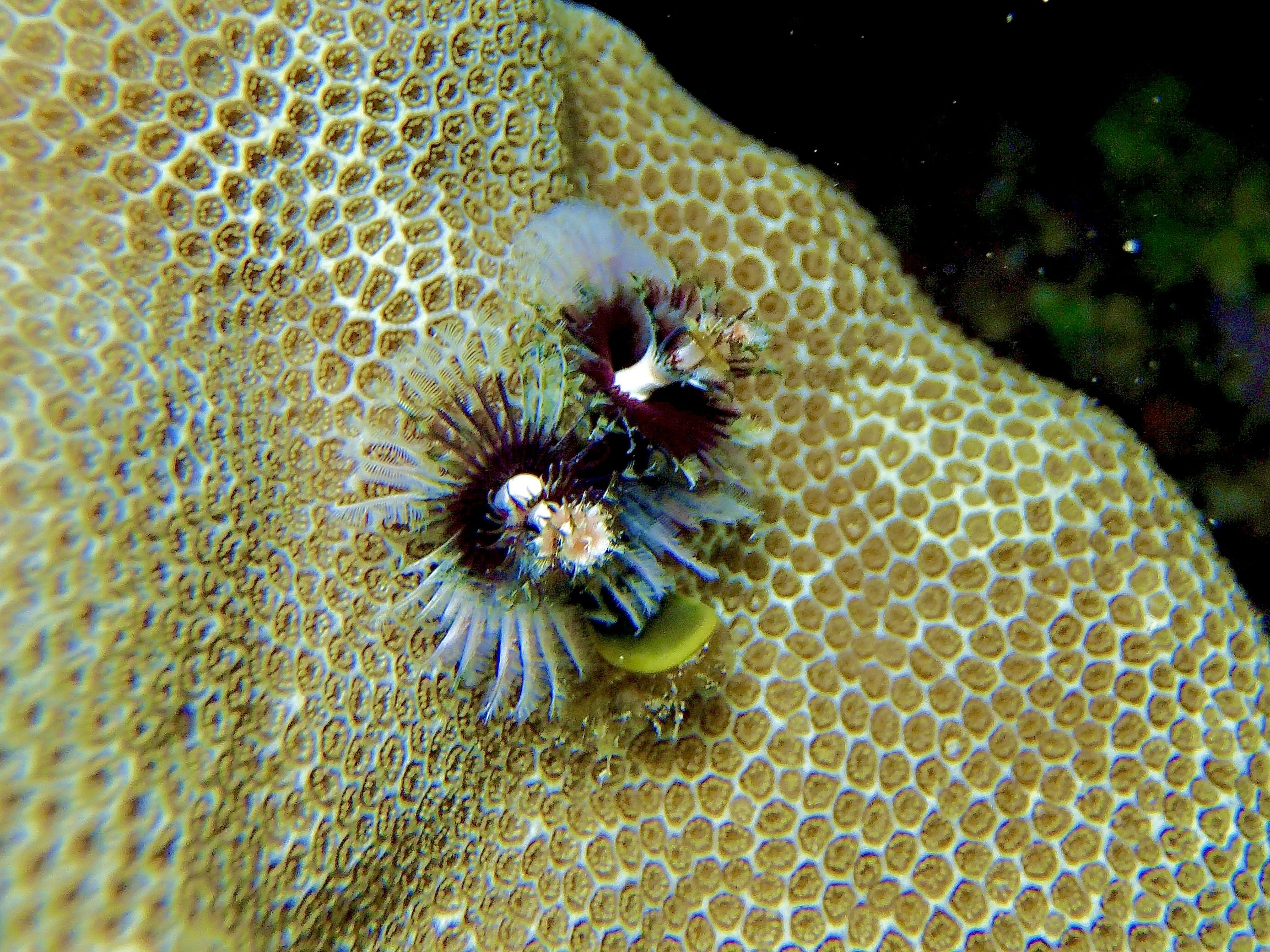 Christmas tree worm, tide pools, Christmas tree worms in the tide pools, tide pooling, tiny beautiful, purple Christmas tree worm, white Christmas tree worm