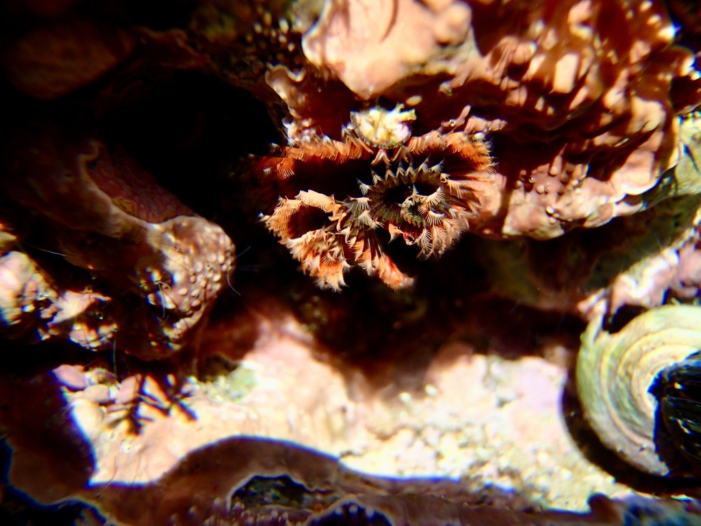 Christmas tree worm, tide pools, Christmas tree worms in the tide pools, tide pooling, tiny beautiful, orange and brown Christmas tree worm