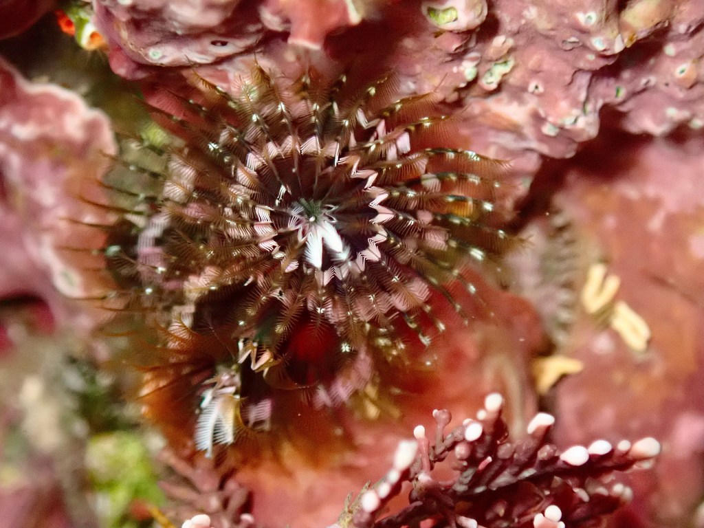 Christmas tree worm, tide pools, Christmas tree worms in the tide pools, tide pooling, tiny beautiful,