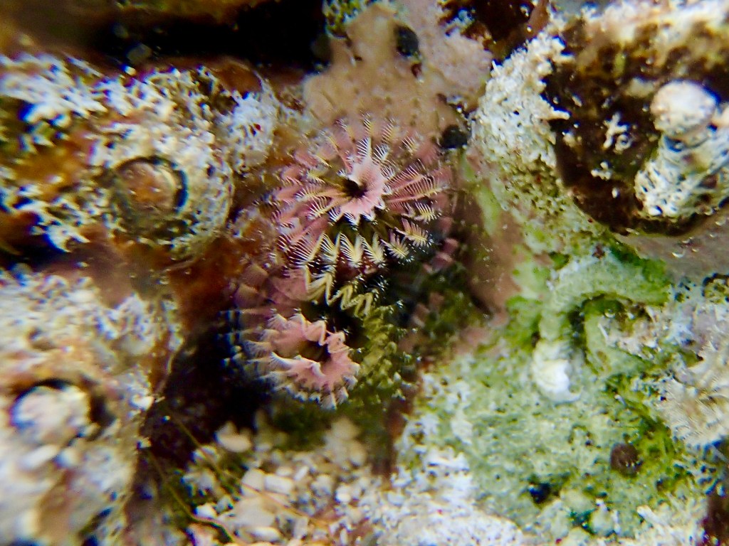 Christmas tree worm, tide pools, Christmas tree worms in the tide pools, tide pooling, tiny beautiful, purple Christmas tree worm, pink christmas tree worm