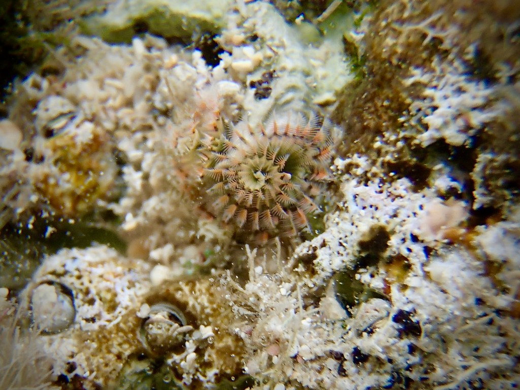 Christmas tree worm, tide pools, Christmas tree worms in the tide pools, tide pooling, tiny beautiful, purple Christmas tree worm; Pink Christmas tree worm