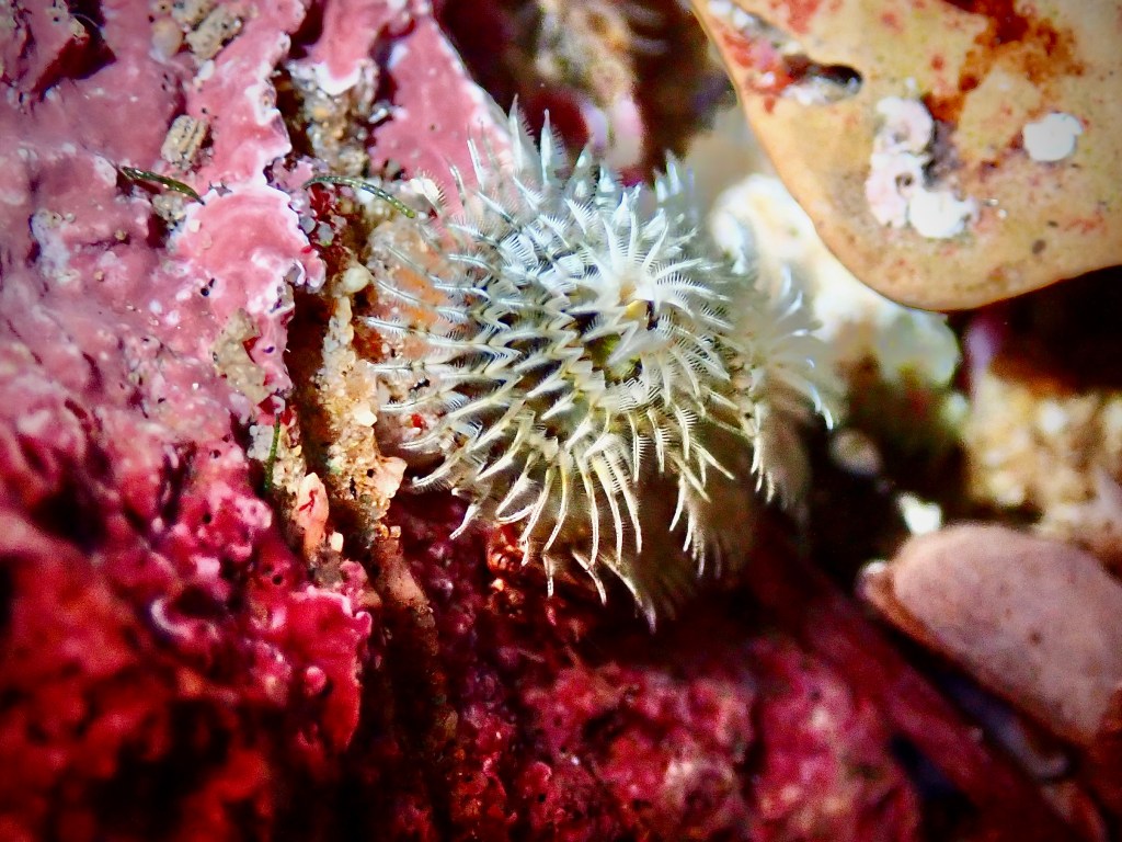 Christmas tree worm, tide pools, Christmas tree worms in the tide pools, tide pooling, tiny beautiful, white Christmas tree worm