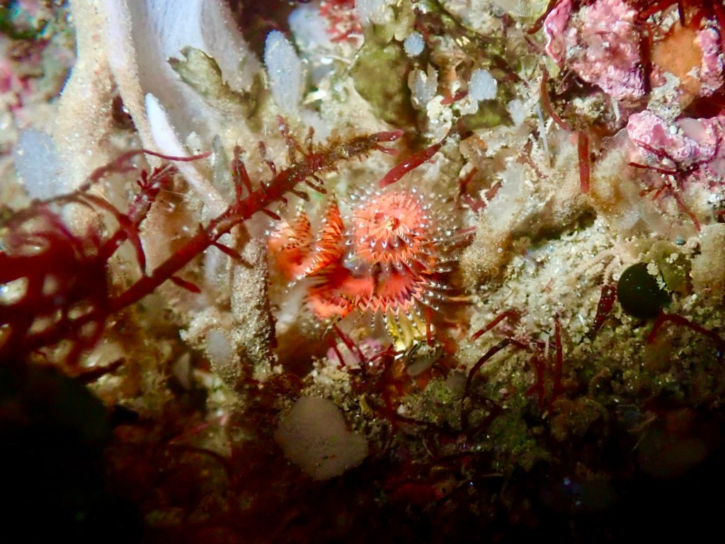 Christmas tree worm, tide pools, Christmas tree worms in the tide pools, tide pooling, tiny beautiful, orange Christmas tree worm