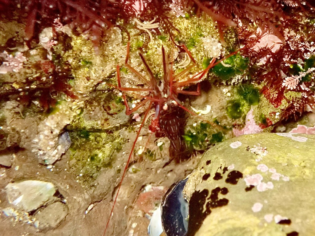 red rock shrimp, tide pooling at night, tide pools after dark, crutaceans