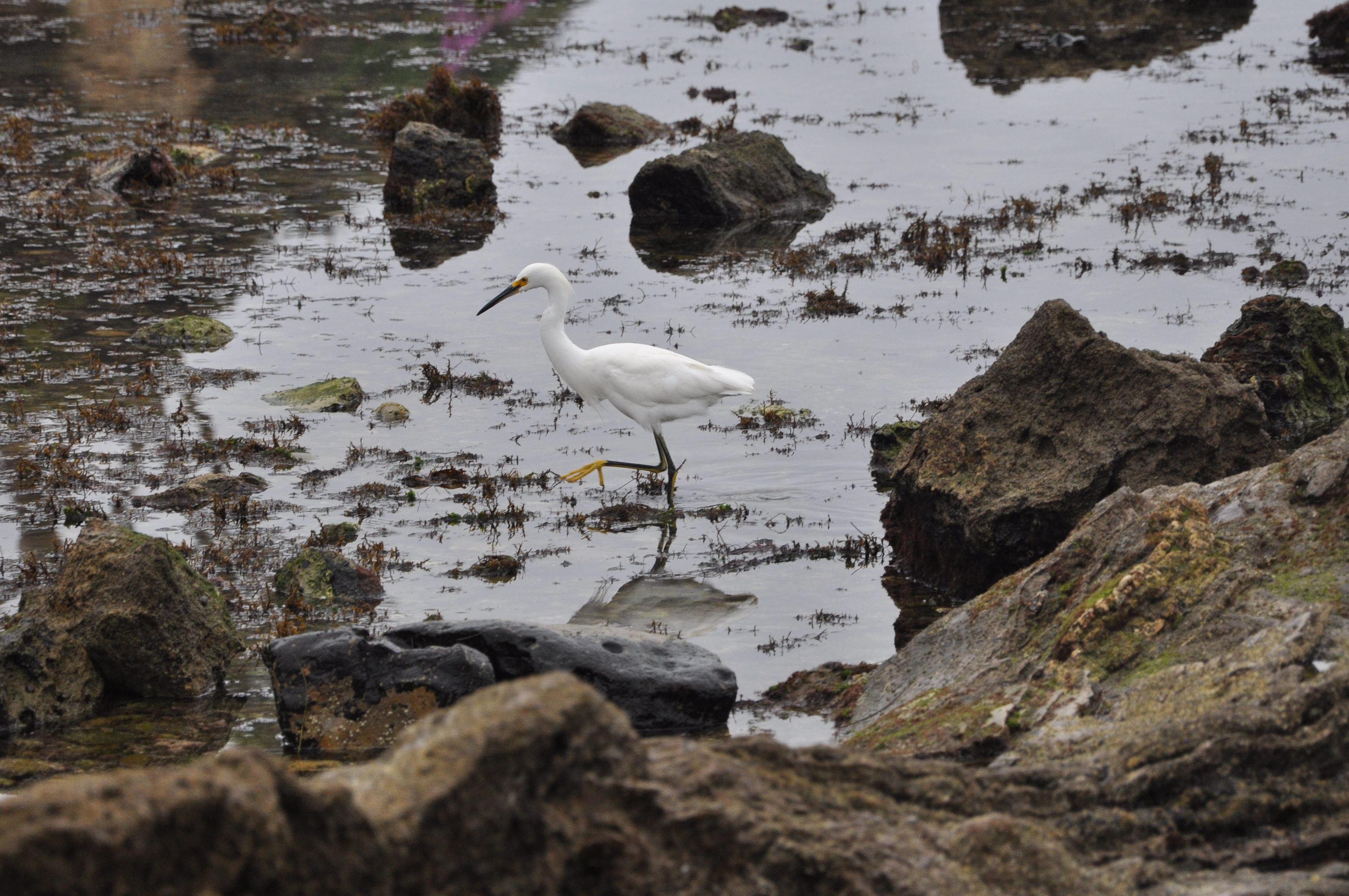 snowy egret, tide pools, tide pooling in SoCal, shore birds, birds in the tide pools